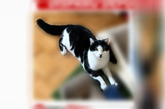 Animaux perdus Montville, photo: Perdu chat femelle, Montville, Normandie - yeux verts, robe noire et blanche