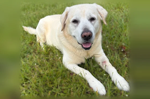 Animaux perdus Ergué-Gabéric, photo: Chien perdu, Ergué-Gabéric, Bretagne - mâle apeuré