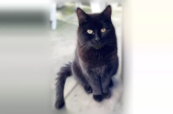 Chat perdu, Haubourdin, photo: Chat perdu, Allée du Petit Séminaire, 11, Haubourdin - mâle, yeux jaunes
