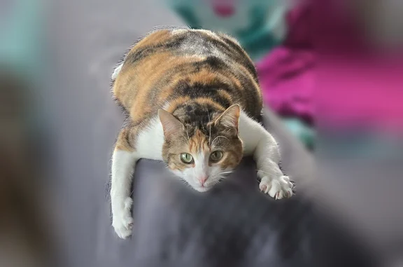 Animaux perdus Nantes, photo: Chat perdu, femelle, Rue Anita Conti, 16, Nantes - chatte tricolore