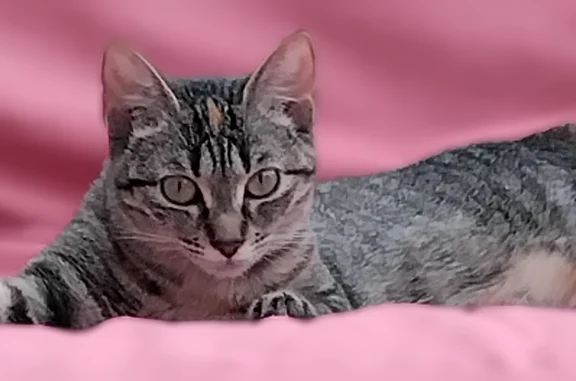 Animaux trouvés Auxerre, photo: Chat trouvé femelle, Place des Véens, 13, Auxerre - pas sauvage