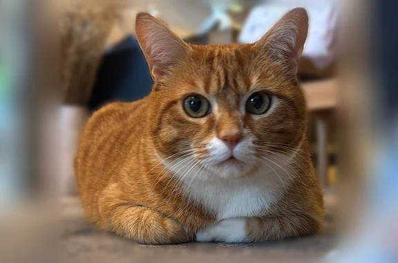 Animaux perdus Amiens, photo: Chat perdu mâle, Rue de Norvège, 18, Amiens – roux et blanc, pucé et castré