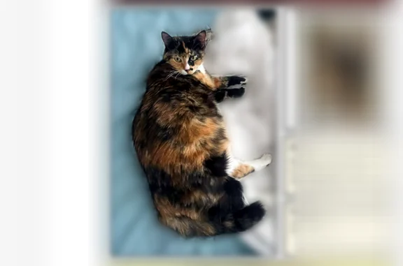 Animaux perdus Paris, photo: Chat perdu, Rue Doudeauville, Paris — femelle écaille de tortue