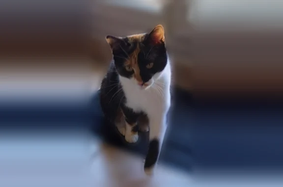 Animaux perdus Ballainvilliers, photo: Chat perdu femelle, Rue des Maraîchers, 28, Ballainvilliers - écaille de tortue, queue malformée