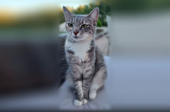 Chat perdu, Paris - femelle - photo