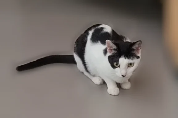 Chat perdu, La Turbie, photo: Chat perdu, Chemin de la Bordina, La Turbie - femelle