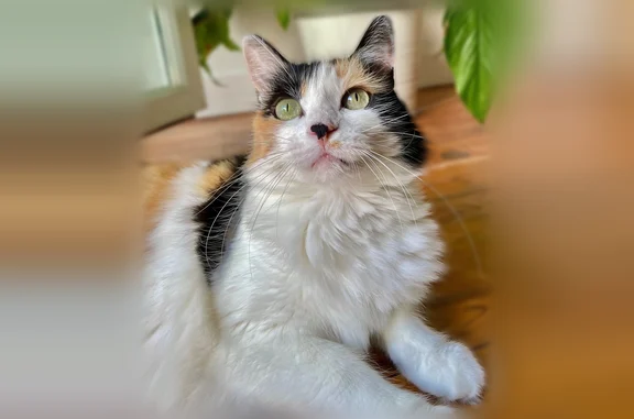 Animaux perdus Paris, photo: Chat perdu, Rue Camille Muffat, 1, Toulouse - femelle tricolore de 12 ans