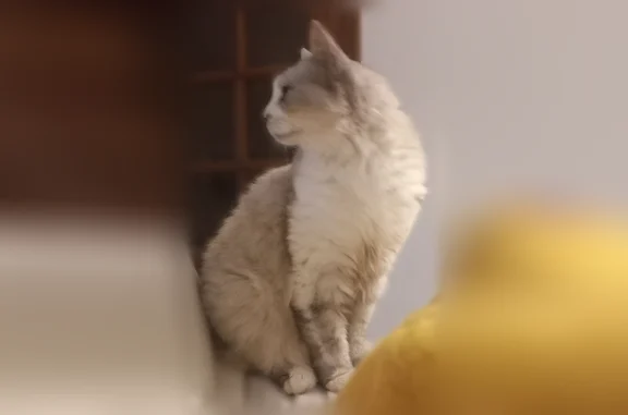 Animaux perdus Béziers, photo: Chat perdu, femelle, Rue Fernand Magellan, Béziers - 16 ans, maladie de reins