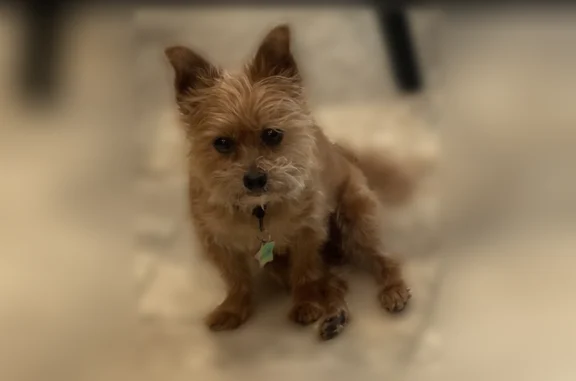 Lost pets Riverbank, photo: Lost dog, Rebecca Lane, 6054, Riverbank - female chihuahua mix