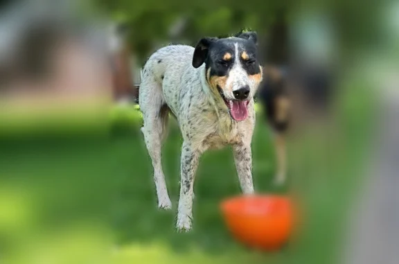 Nala is the white German pointer Regal is the German shepherd Both female and good temperament. Please call or text if seen. 918-798-5848