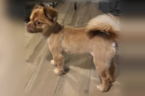 Lost dog, Rickenbacker Avenue, 4036, Huntsville - male Pomeranian and Chihuahua mix - photo