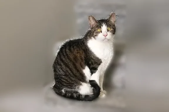 Missing cat Fargo, photo: Lost cat, Loberg Lane, West Fargo, Fargo - male, very friendly