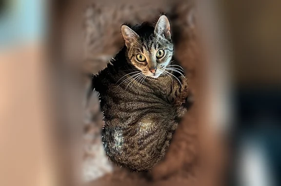 Animaux perdus Pessac, photo: Perdu chat femelle, Chemin de la Rose, Sainte-Livrade-sur-Lot, Pessac - tigrée