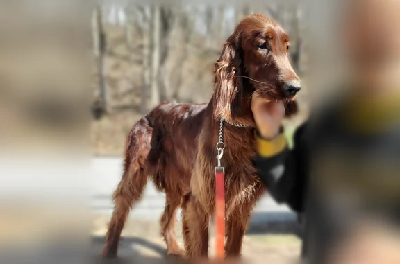 Lost dog, female, Louthan Road, 144, Darlington - mahogany Irish Setter - photo