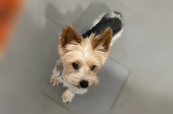 Lost dog, male, Clopine Lake Road, Georgia, Perry - small yorkie with a black collar - photo