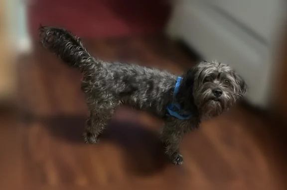 Lost dog, Douglas Street, 250, Hammond - little black dog, name Pepe - photo