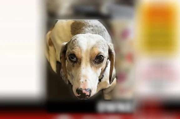 Lost dog, Scranton, Pennsylvania, Scranton - male dachshund, blue and white dapple - photo