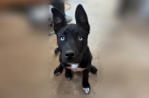 Missing dog Independence, photo: Lost dog, East Short Avenue, 136, Independence - female, black with white chest and paws, blue eyes