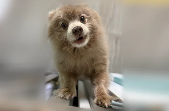 Lost dog, 1st Avenue, 27 A, Bay Shore - light brown, friendly - photo