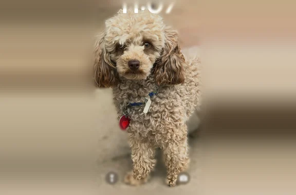 Lost dog, Sundown Mountain Road, 456, Lake Hamilton - male, 11 years old - photo