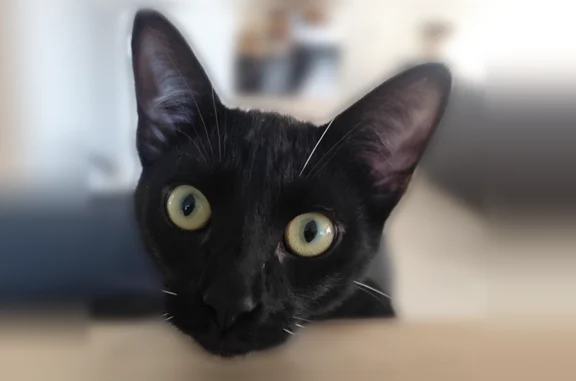 Animaux perdus Assérac, photo: Chat perdu mâle, Rue Yvonne Jean-Haffen, 2, Assérac, Paris - noir, yeux clairs