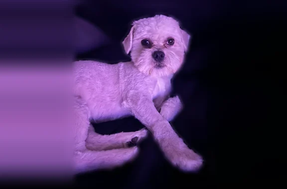 Lost dog, West 87th Street, 1011, Chicago - male, blue collar - photo