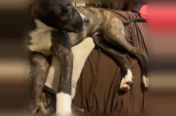 Lost dog, male, Woodhill Road, Cleveland - friendly St. Bernard/pit mix - photo