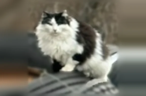 Lost cat, US 206, 2005, Southampton Township, Vincentown - long-haired black and white, very scared - photo