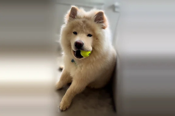 Lost dog, Northwest Mace Road, Kansas City - female Chow, skittish - photo