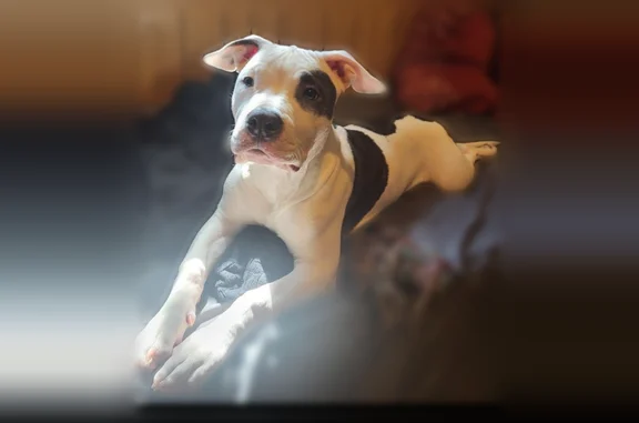 Lost dog, North New England Avenue, 2722, Chicago - male, very friendly - photo