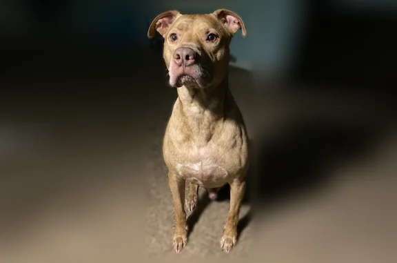 Lost dog, 27th Street, 1005, Ogden - male, tan, 64 lb - photo
