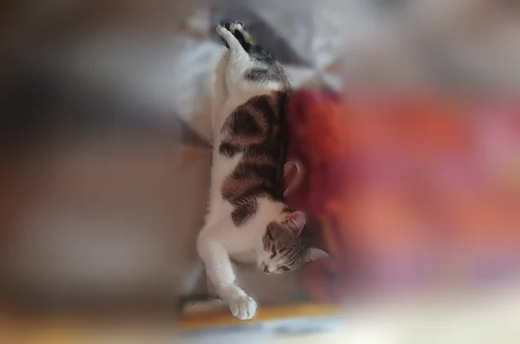 Animaux perdus Paris, photo: Chat perdu, Avenue de Rouen, Caen, Paris - mâle, chaton de 9 mois pucé stérilisé