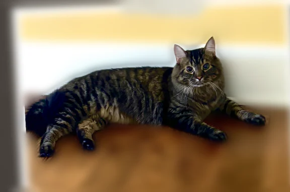Lost cat, Highland Avenue, 2378, Allison Park - male, indoor, no collar - photo