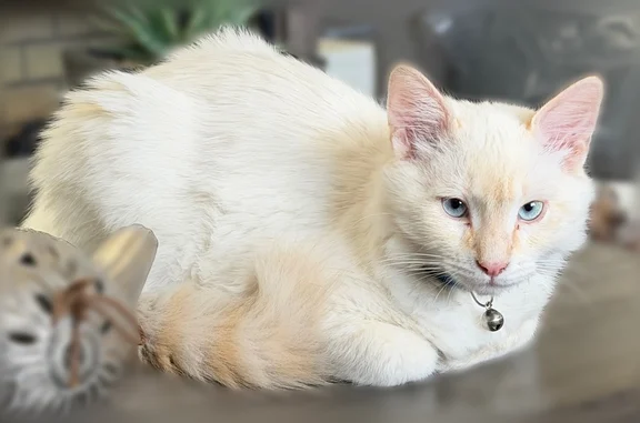 Lost pets Grand Junction, photo: Lost cat, North Avenue, 2910, Grand Junction - male, orange color point, green collar with a bell