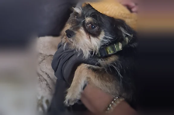 Lost pets Albuquerque, photo: Lost dog, Balloon Museum Drive Northeast, 9201, Albuquerque - male terrier chihuahua mix