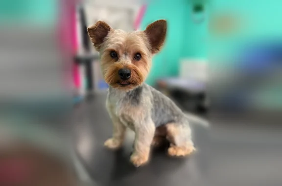 Lost dog, West Belmont Avenue, 7068, Chicago - male Yorkie - photo