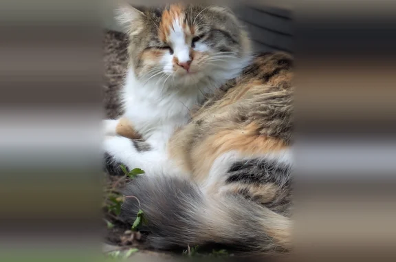 Animaux perdus Le Mans, photo: Chat perdu, Rue Paul Marchal, Le Mans - femelle, chatte d'un an