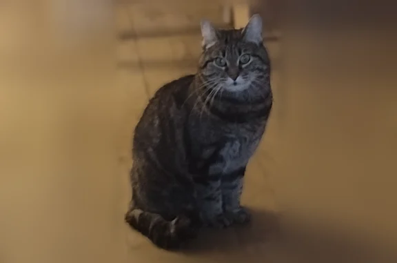 Chat perdu, Bègles, photo: Chat perdu, Rue Durcy, Bègles - très peureux