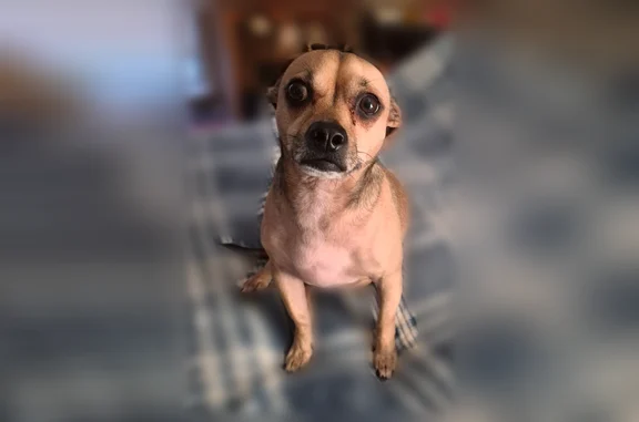 No collar