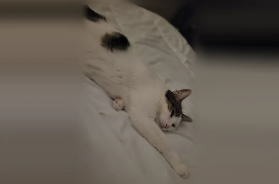 Animaux perdus Arras, photo: Chat perdu, Rue des Oeillets, 23, Arras - femelle européenne
