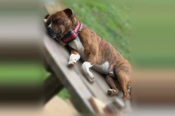 Lost dog, Redland, Oklahoma, Idabel - red collar, brindle markings - photo