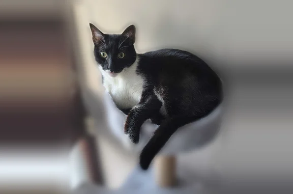 Animaux perdus Paris, photo: Chat perdu mâle, Résidence du Cardinal, 20, Chilly-Mazarin, Paris - pucé