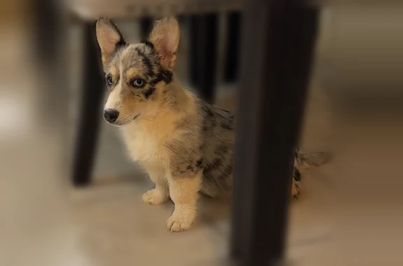 Lost dog, male, Harold Drive, 13823, Alexander - two merle Corgis - photo