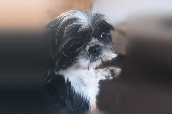 Animaux perdus Paris, photo: Chien perdu mâle, Avenue des Tilleuls, 17, Brunoy, Paris — shih tzu noir et blanc
