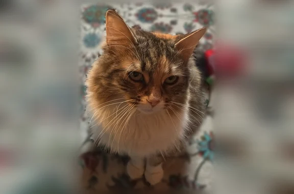 Animaux perdus Lyon, photo: Chat perdu, Rue Chambovet, 4, Lyon - femelle craintive, connaît son nom