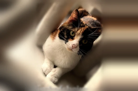 Animaux perdus Strasbourg, photo: Chat perdu femelle, Rue des Mésanges, 43, Bischoffsheim, Strasbourg - plus à l’aise avec les femmes