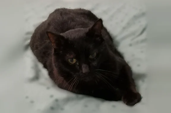 Chat perdu, La Riche, photo: Chat perdu mâle, Rue du Plessis, 76, La Riche - collier noir avec des strass