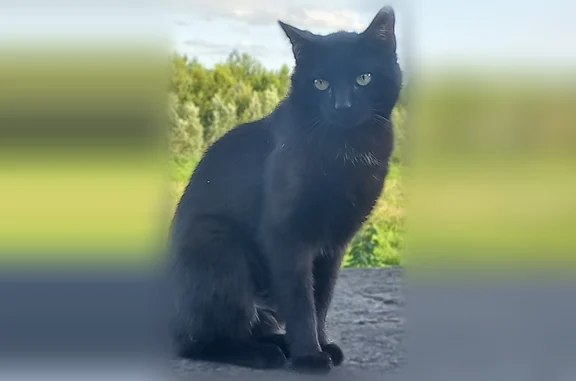 Animaux trouvés Blois, photo: Chat trouvé, Quai Ulysse Besnard, 4, Blois - noir et calme