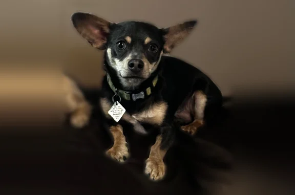 Lost dog, West Dixon Street, Milwaukee - scared easily, food motivated - photo