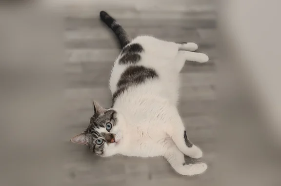 Animaux perdus Reims, photo: Chat perdu, Rue Commandant Arnaud, 12, Reims - femelle
